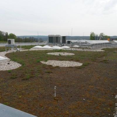 Green roof – Brno